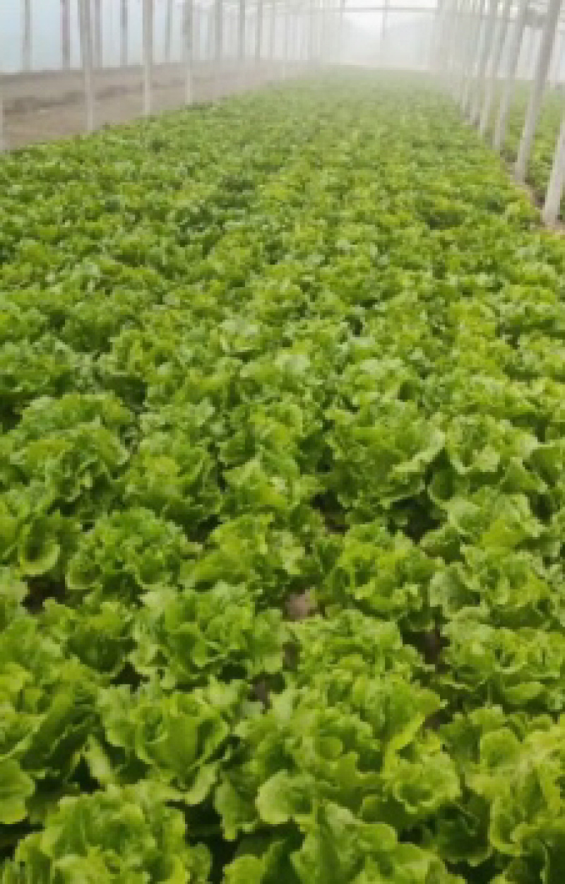 蔬菜基地精品生菜新鲜生菜大量上市欢迎采购