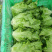 蔬菜基地精品生菜新鲜生菜大量上市欢迎采购