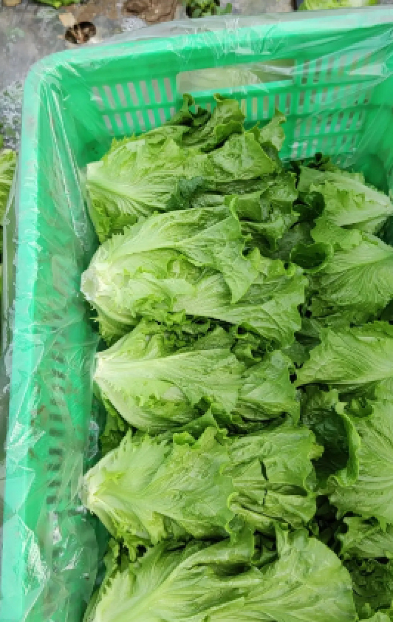蔬菜基地精品生菜新鲜生菜大量上市欢迎采购