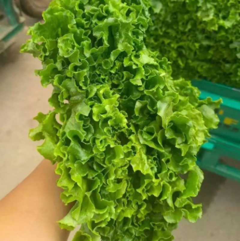 蔬菜基地精品生菜新鲜生菜大量上市欢迎采购