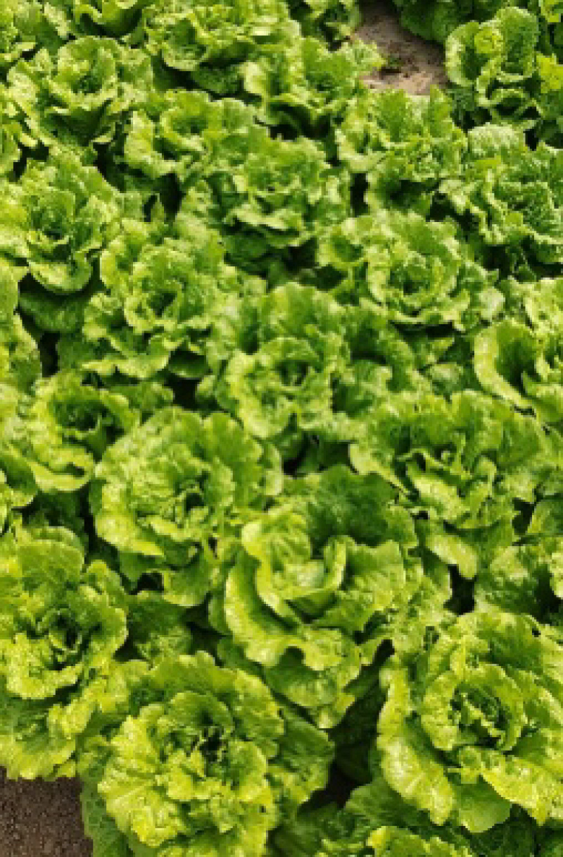 蔬菜基地精品生菜新鲜生菜大量上市欢迎采购