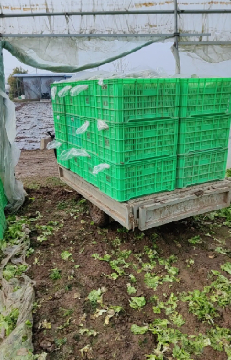 蔬菜基地精品生菜新鲜生菜大量上市欢迎采购