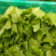 蔬菜基地精品生菜新鲜生菜大量上市欢迎采购