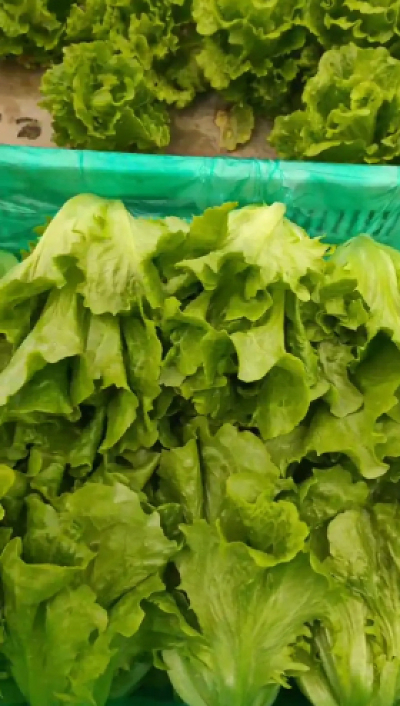 蔬菜基地精品生菜新鲜生菜大量上市欢迎采购