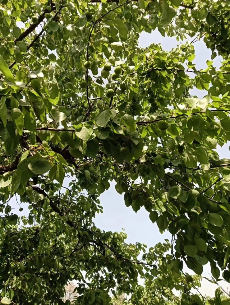 【推荐】商丘精品金太阳杏，量大从优，欢迎老板视频看货