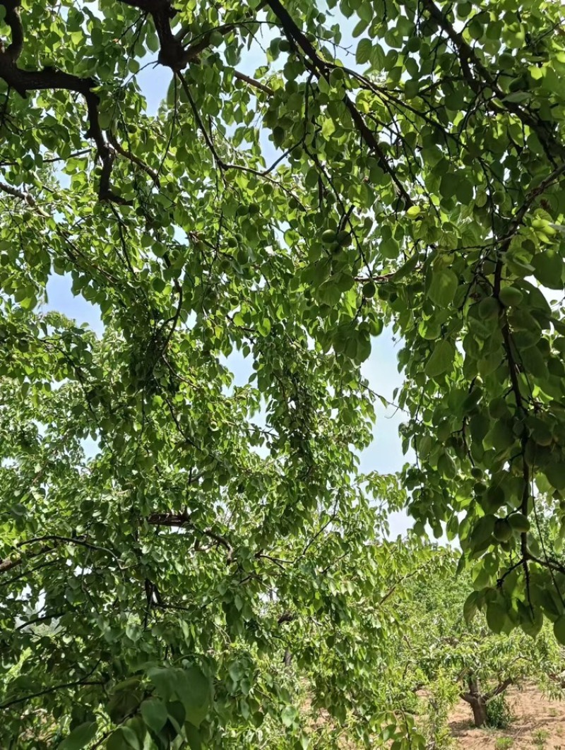 【推荐】商丘精品金太阳杏，量大从优，欢迎老板视频看货
