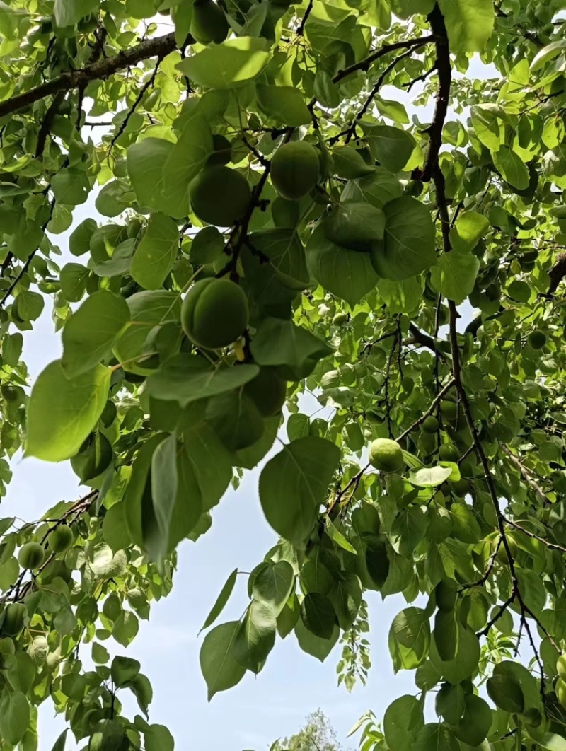 【推荐】商丘精品金太阳杏，量大从优，欢迎老板视频看货