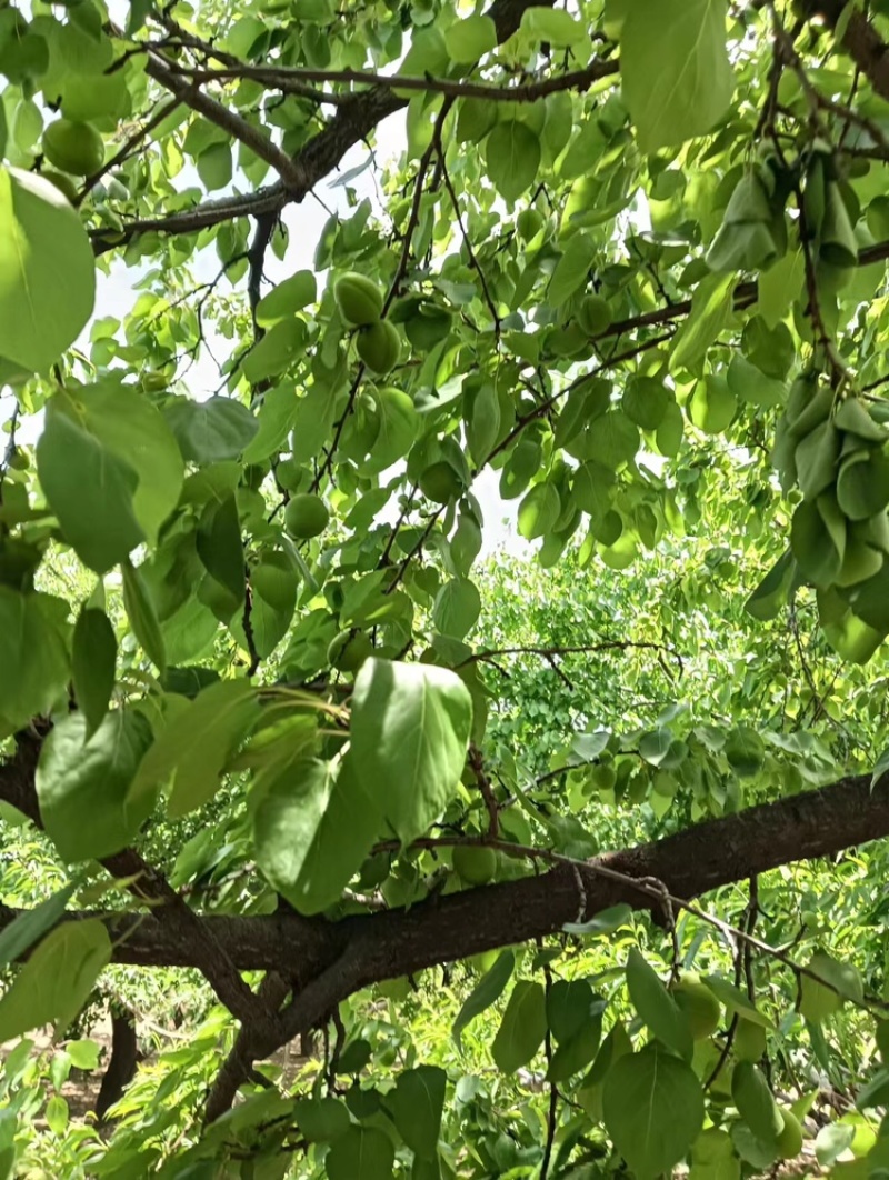 【推荐】商丘精品金太阳杏，量大从优，欢迎老板视频看货
