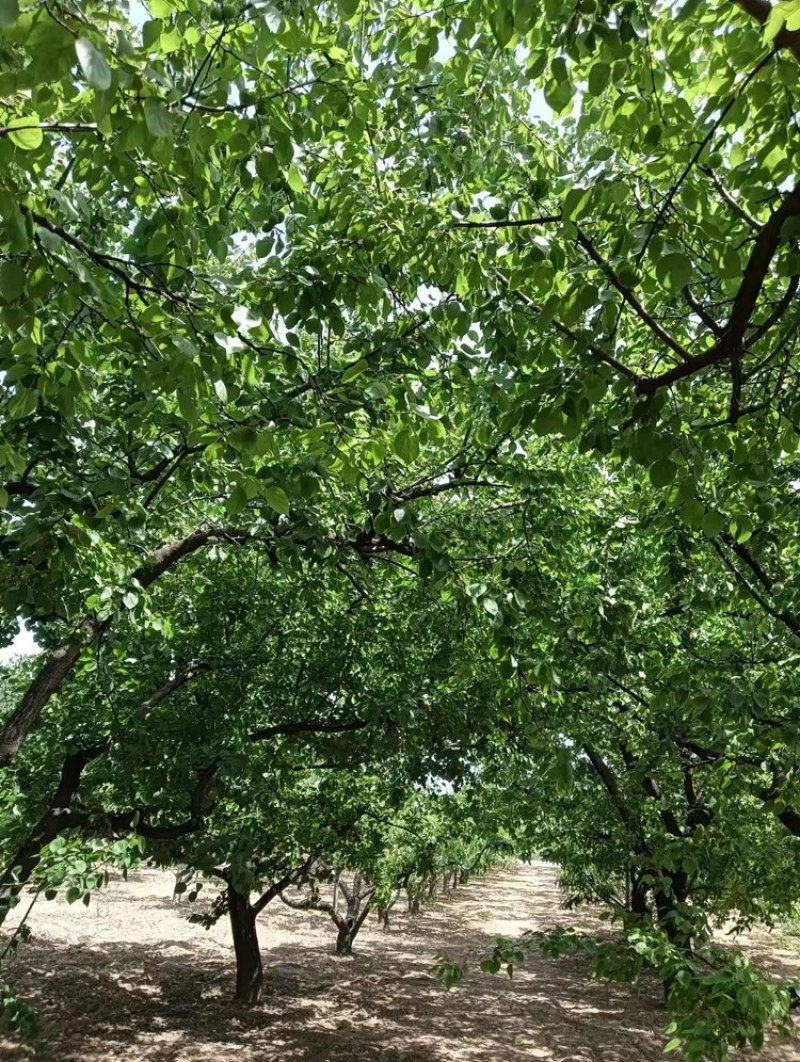 【推荐】商丘精品金太阳杏，量大从优，欢迎老板视频看货