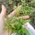 野生藤茶（莓茶）可议价