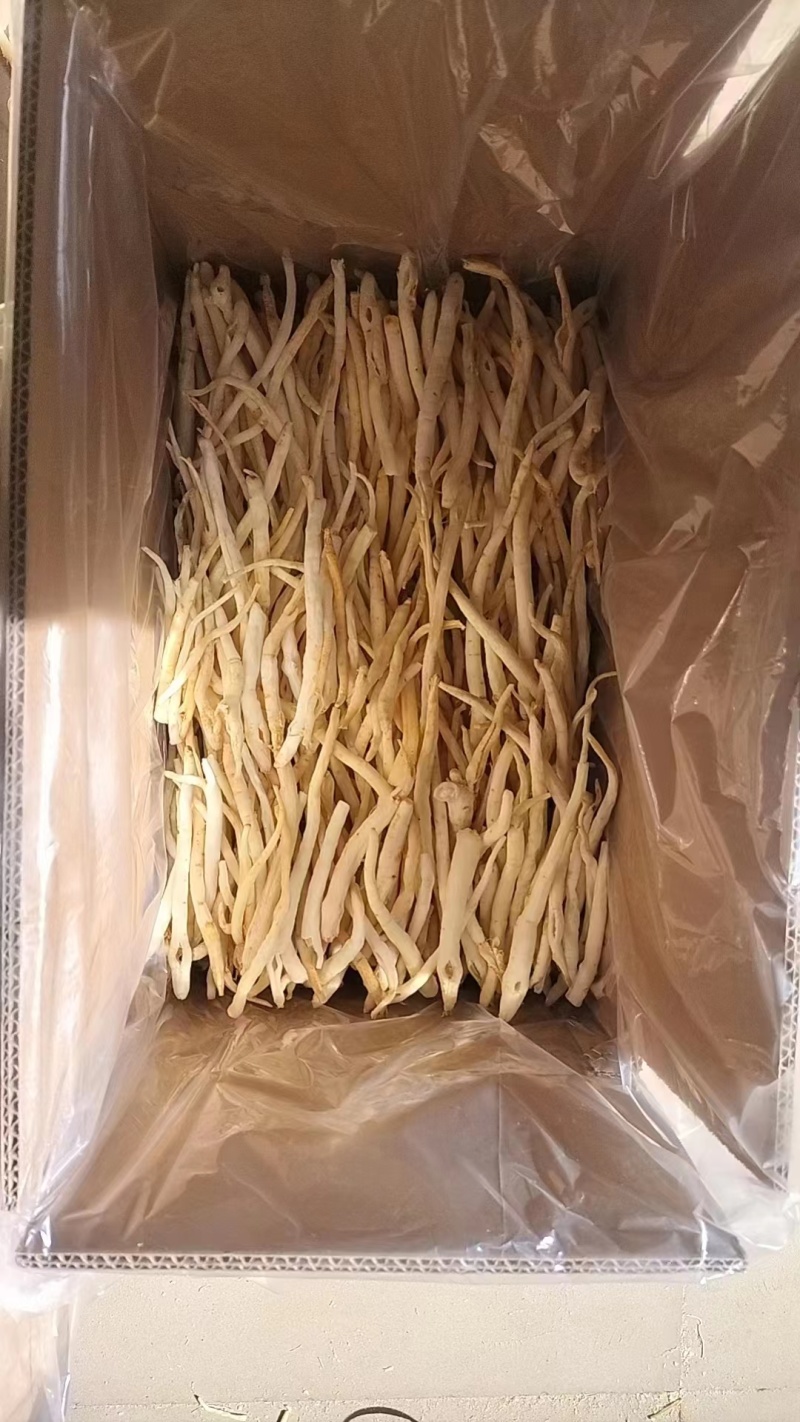 四川苍溪川明参，沙参基地大量供应，量大质优，价格优惠