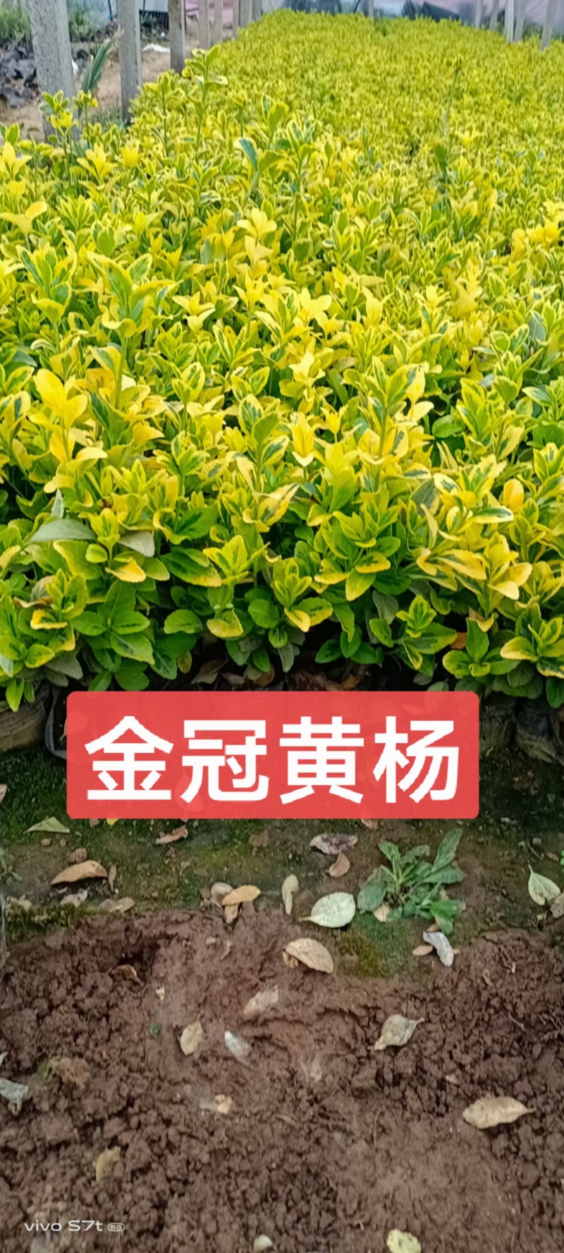 黄杨金冠黄杨等...基地直销，常年销售各种绿化苗木
