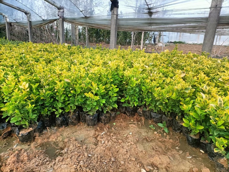 黄杨金冠黄杨等...基地直销，常年销售各种绿化苗木