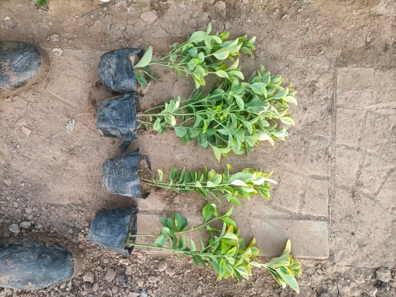 黄杨金冠黄杨等...基地直销，常年销售各种绿化苗木