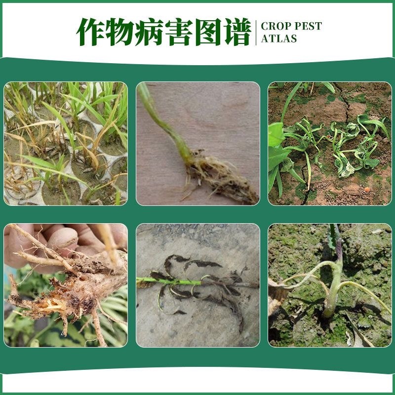 精甲·咯菌腈恶苗病根腐病立枯病茎基腐病精甲咯菌腈