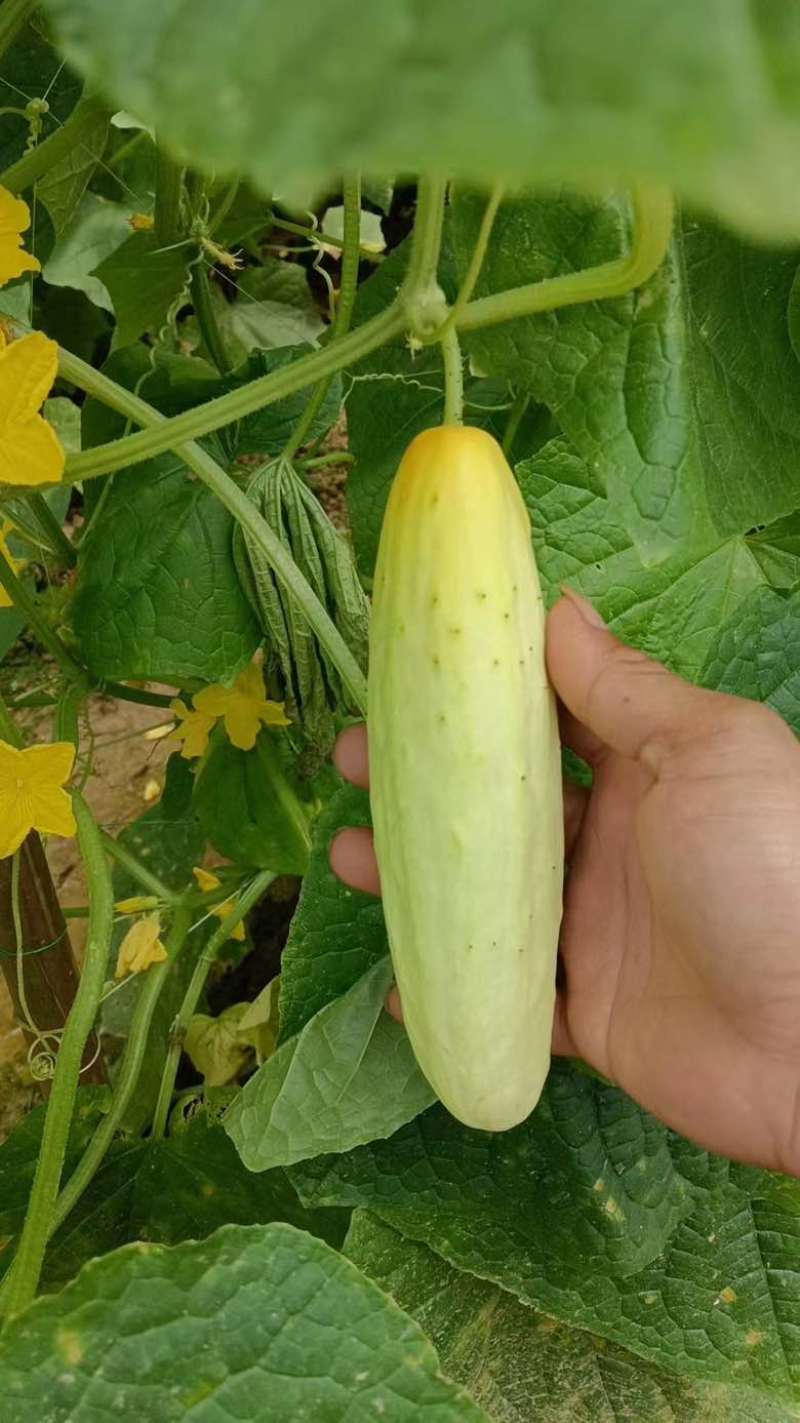 【腌制脆口黄瓜皮】黄瓜皮价格优惠欢迎致电联系咨询