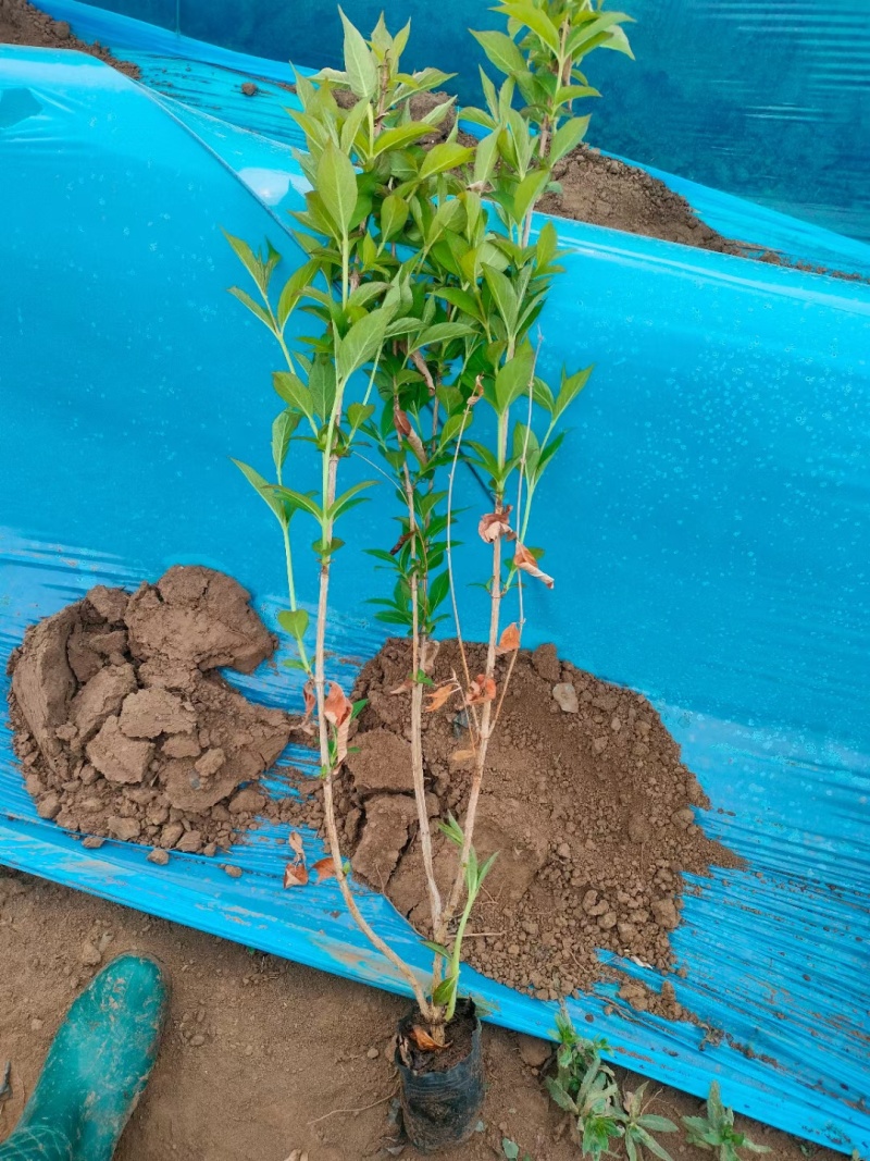 红王子锦带，基地直销，锦带，常年销售各种绿化苗木。