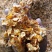 厂家现货玉米压片牛饲料宠物养殖料蒸汽熟化易吸收玉米芯