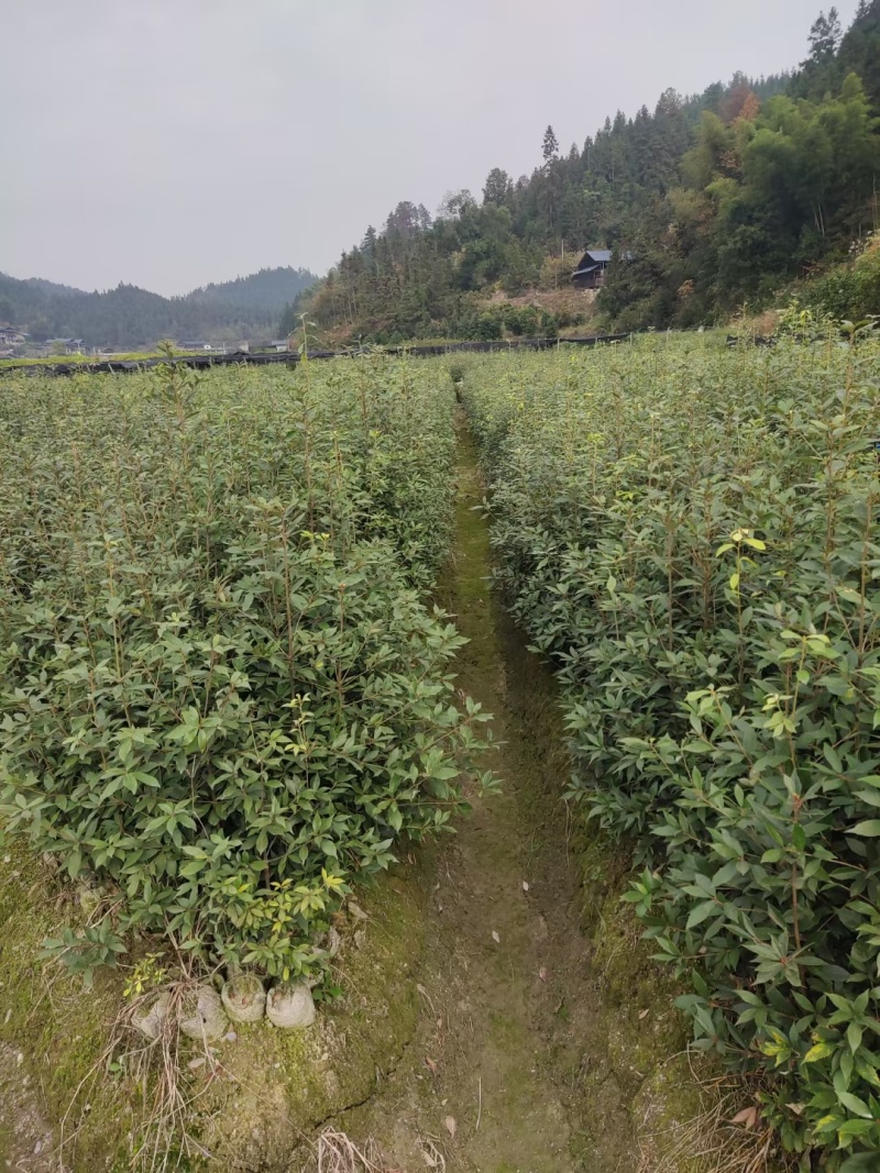 赤皮青冈苗，红椆树苗，赤皮青冈杯苗，红椆袋苗赤皮青冈树
