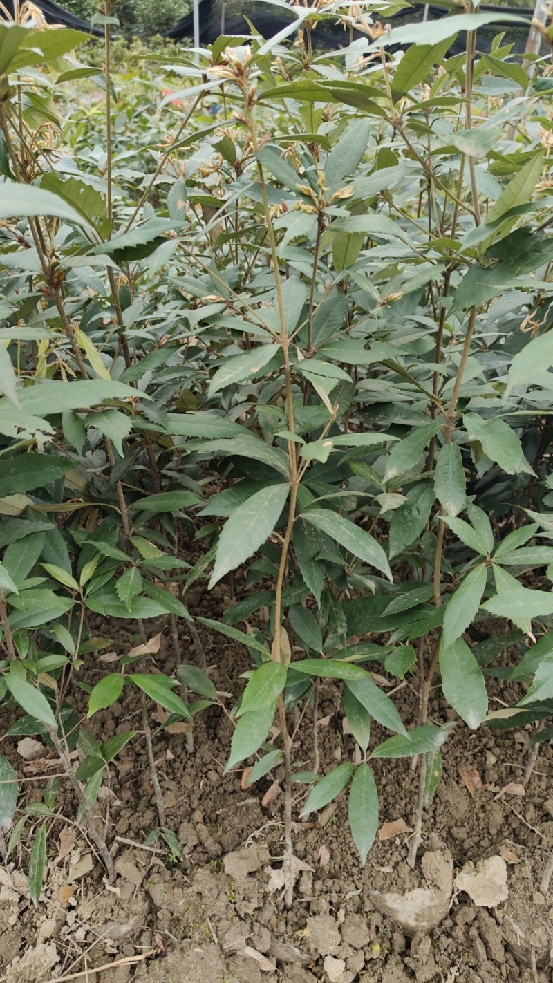 赤皮青冈苗，红椆树苗，赤皮青冈杯苗，红椆袋苗赤皮青冈树