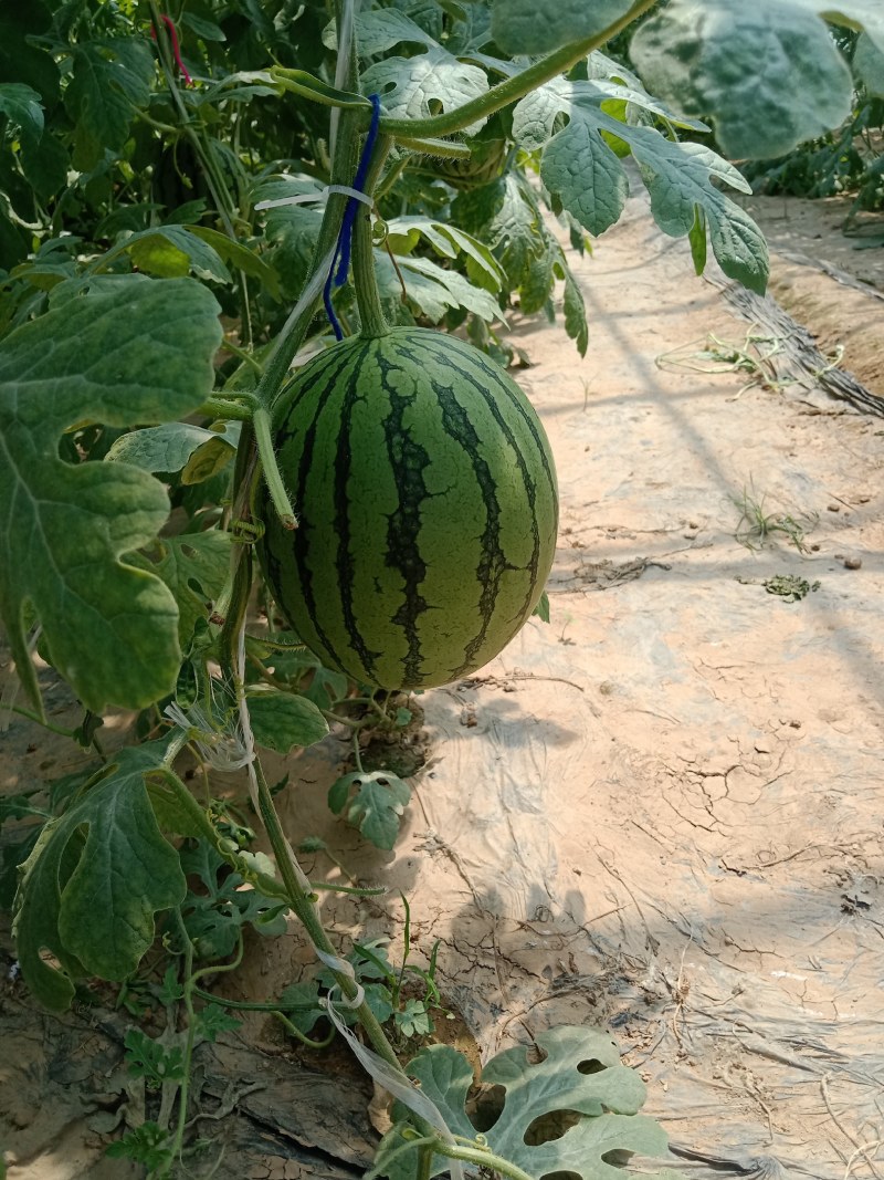 吊西瓜，中牟吊蔓小西瓜，万亩种植基地，大批量供货