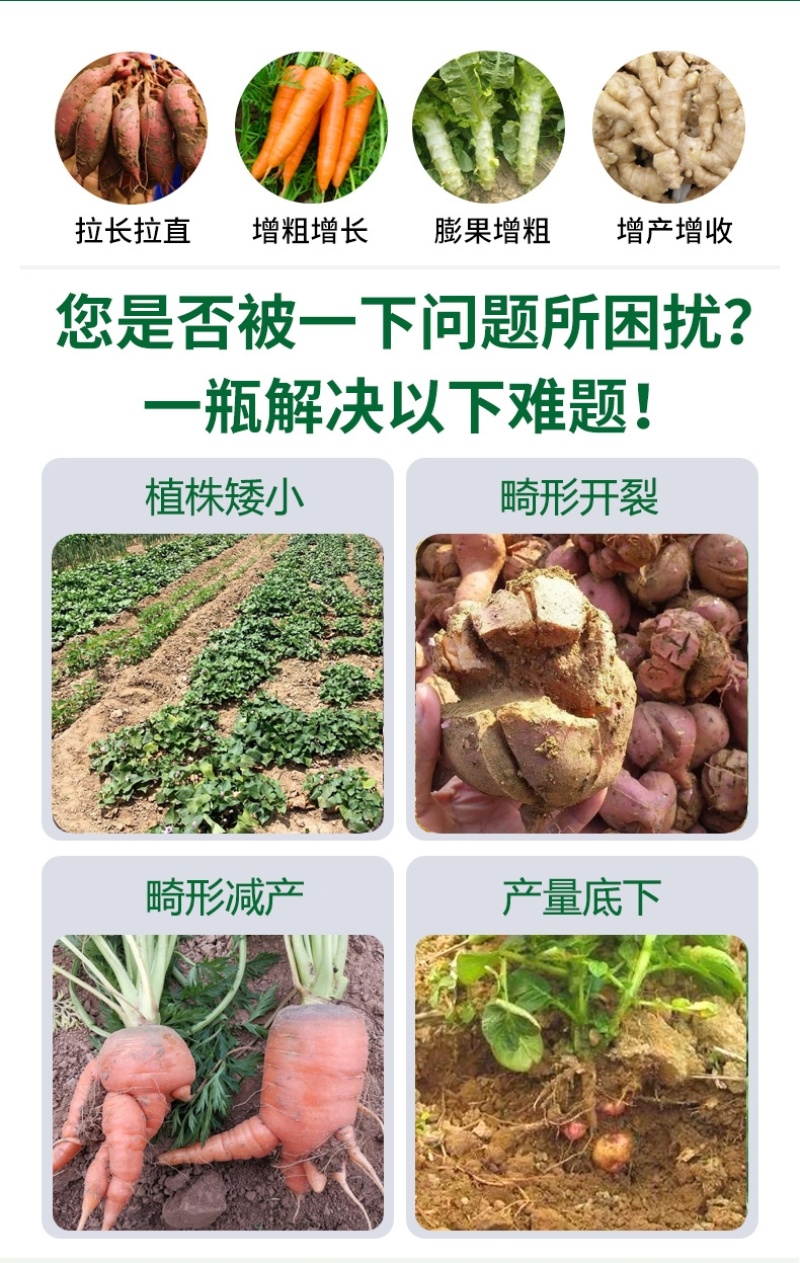 地下作物膨大液根茎膨大增产抗病增产肥料厂家直发量