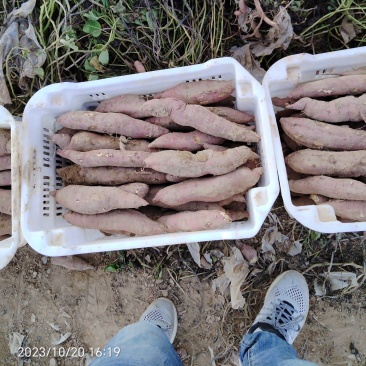 陕西省大荔县沙地板栗红薯，秦五干面甜无丝