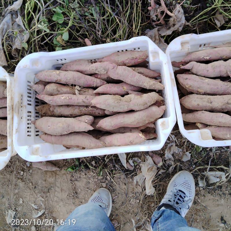 陕西省大荔县沙地板栗红薯，秦五干面甜无丝