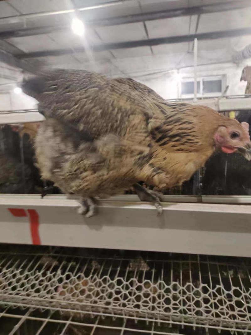 精品活鸡三黄鸡麻鸡厂家供应价格实惠量大从优欢迎咨询