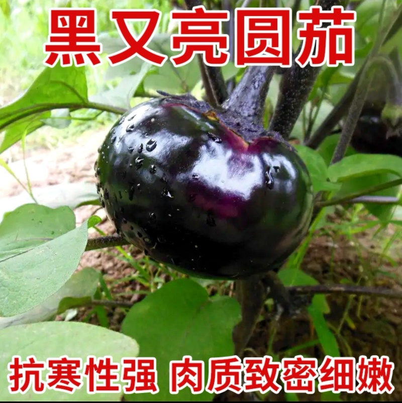 黑宝圆茄苗嫁接苗紫萼长茄绿萼长茄，线茄绿冠抗病性好产量高