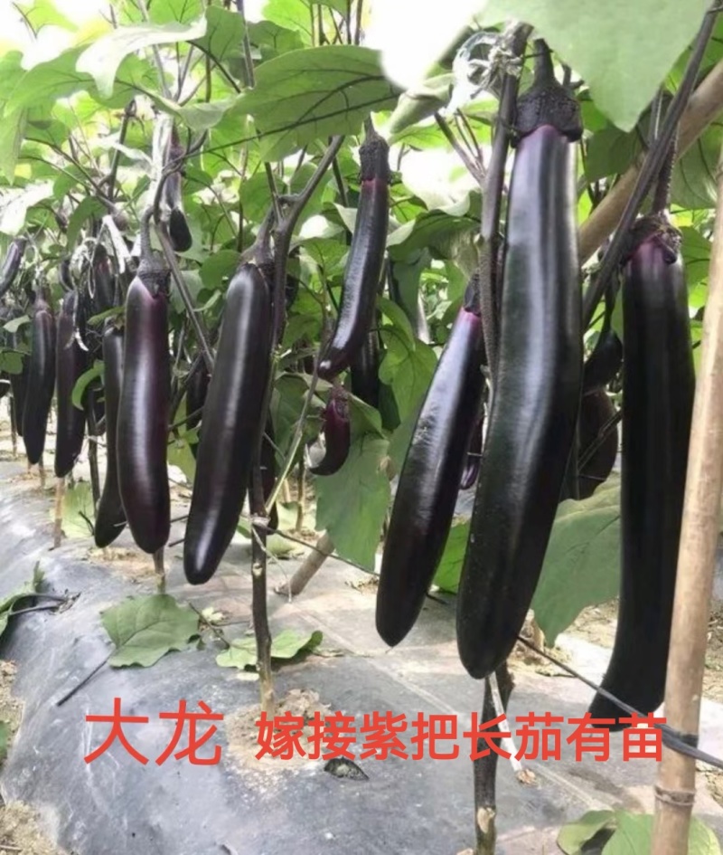 黑宝圆茄苗嫁接苗紫萼长茄绿萼长茄，线茄绿冠抗病性好产量高