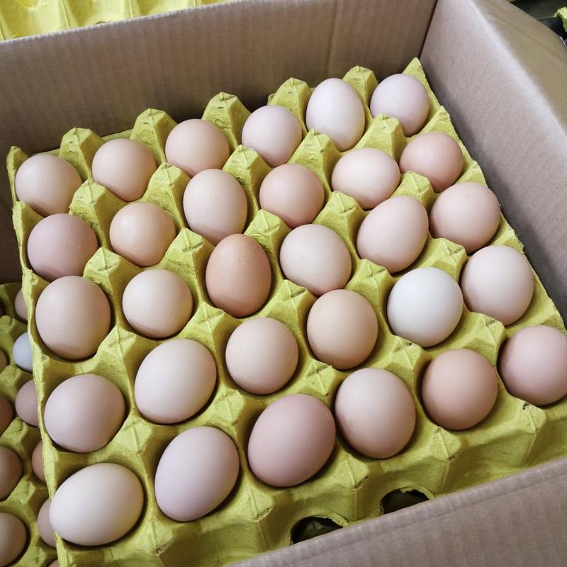 黑凤草鸡蛋360枚各种规格自家养殖保证品质全国物流
