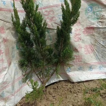 小龙柏，龙柏，基地直销，常年供应各种绿化苗木