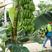 精品湛江香蕉大量上市支持电商团购批发市场供应全国