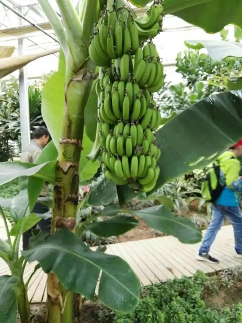 精品湛江香蕉大量上市支持电商团购批发市场供应全国