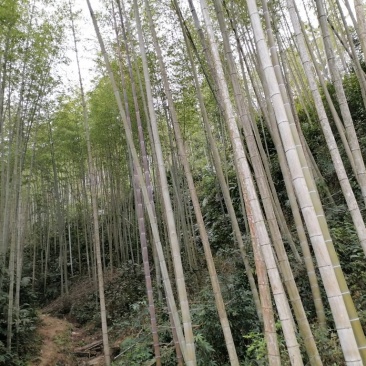 毛竹