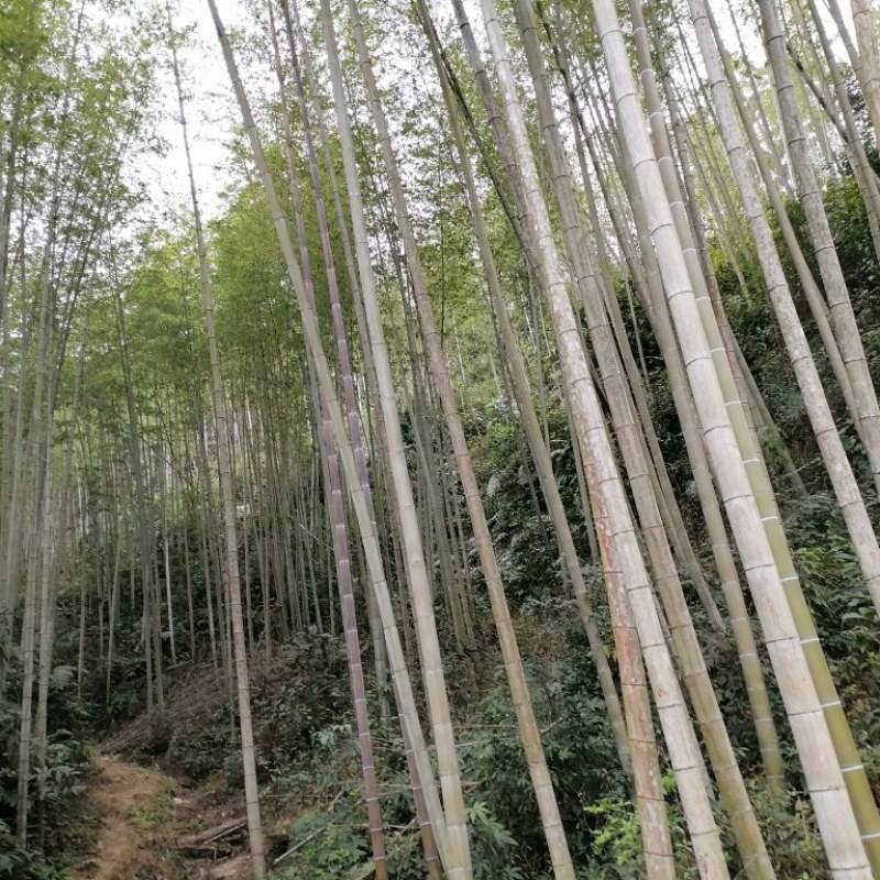 毛竹