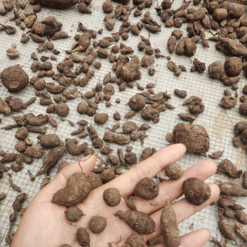 三叶青，干货包邮，