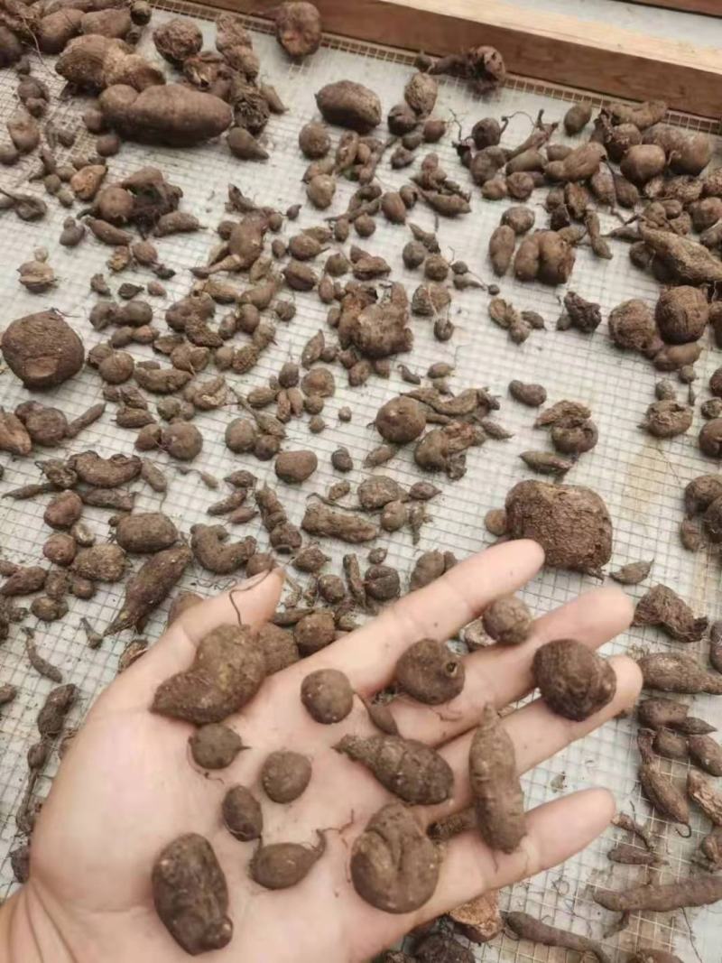 三叶青，干货包邮，