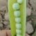 豌豆夹