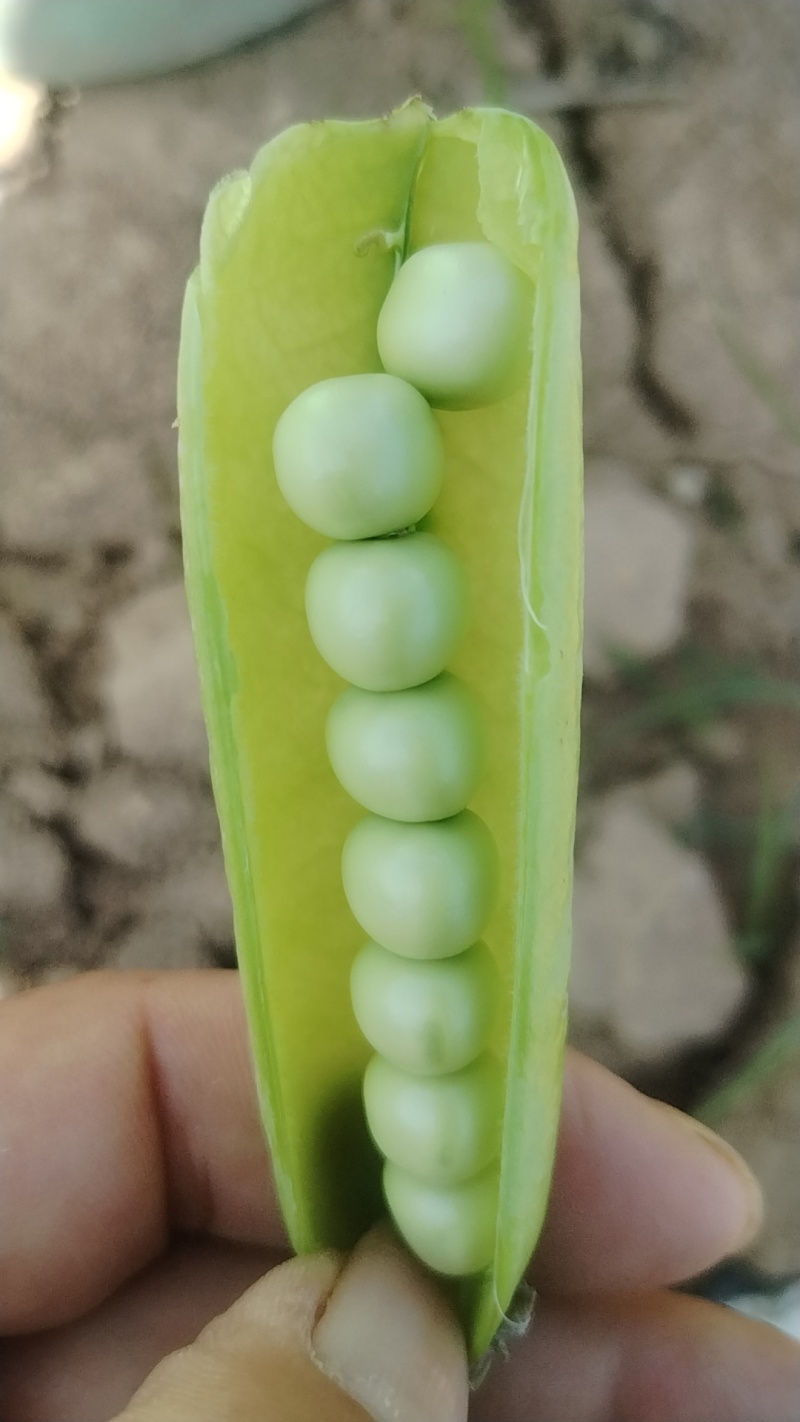 豌豆夹