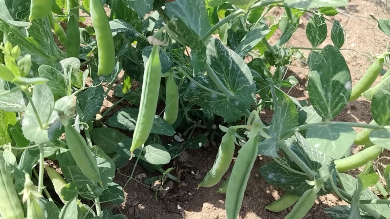 豌豆夹