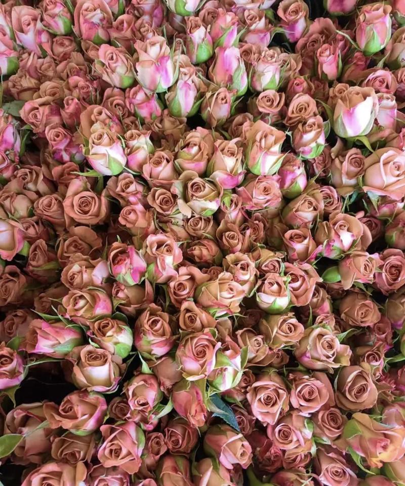 玫瑰花各种鲜花基地直供量大从优，懂货的老板来！