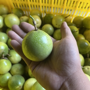 百香果钦蜜九号