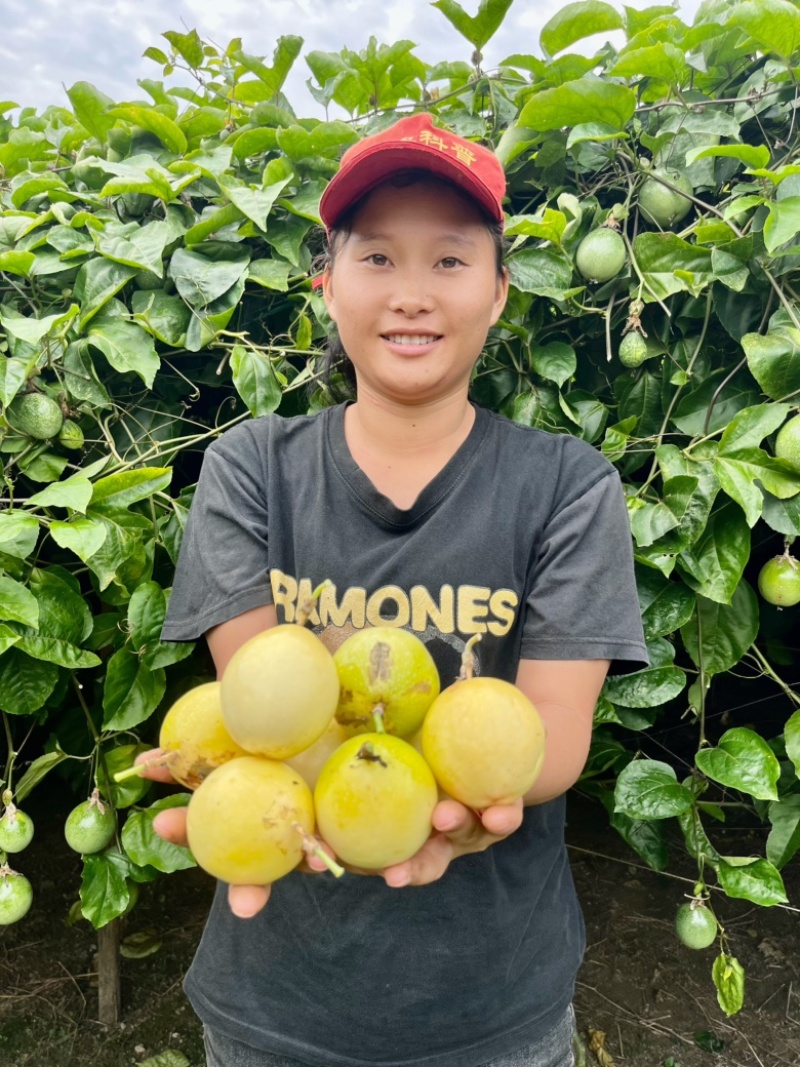 百香果钦蜜九号