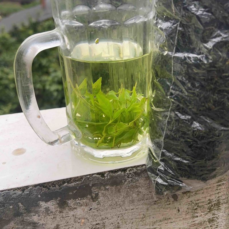 青山绿水小叶苦丁茶厂家直供价格实惠