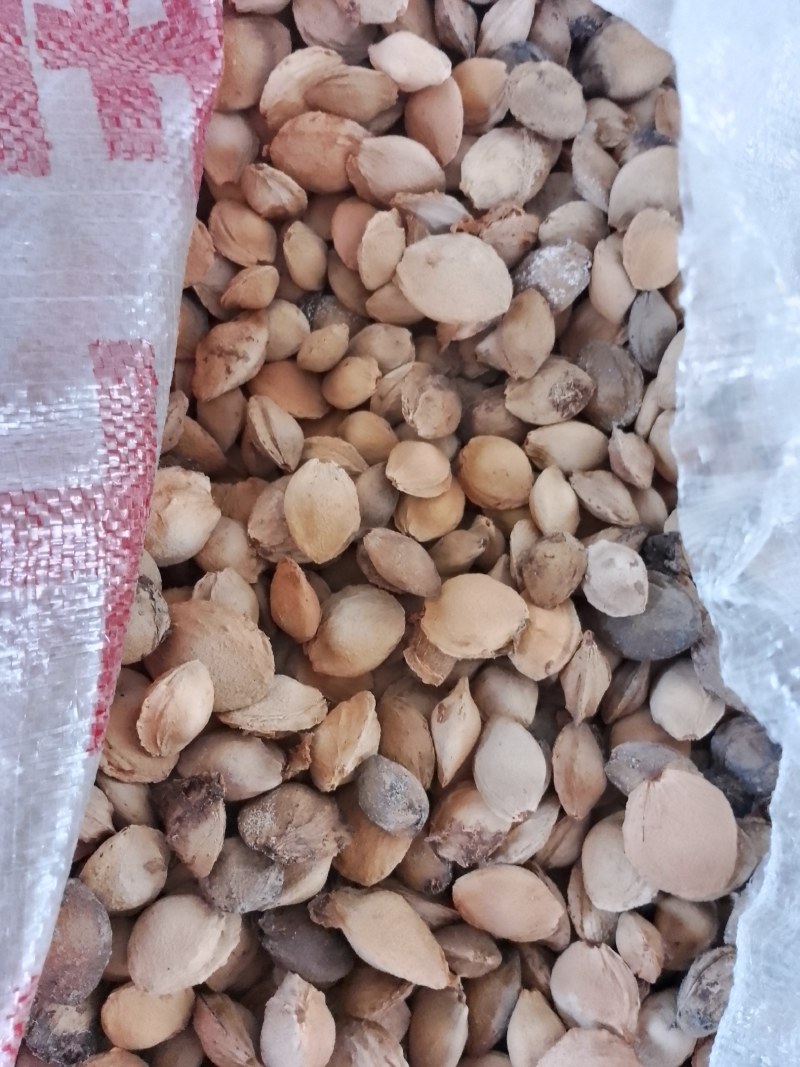干杏核有30吨