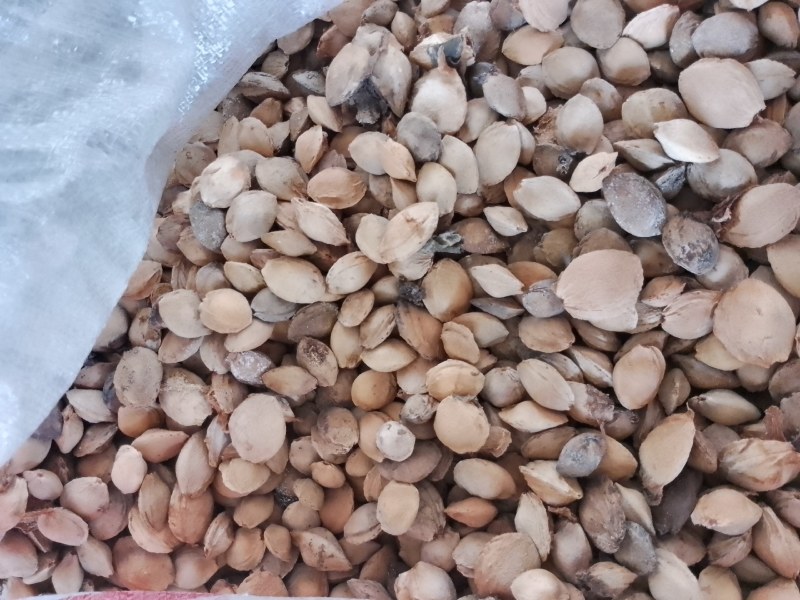 干杏核有30吨