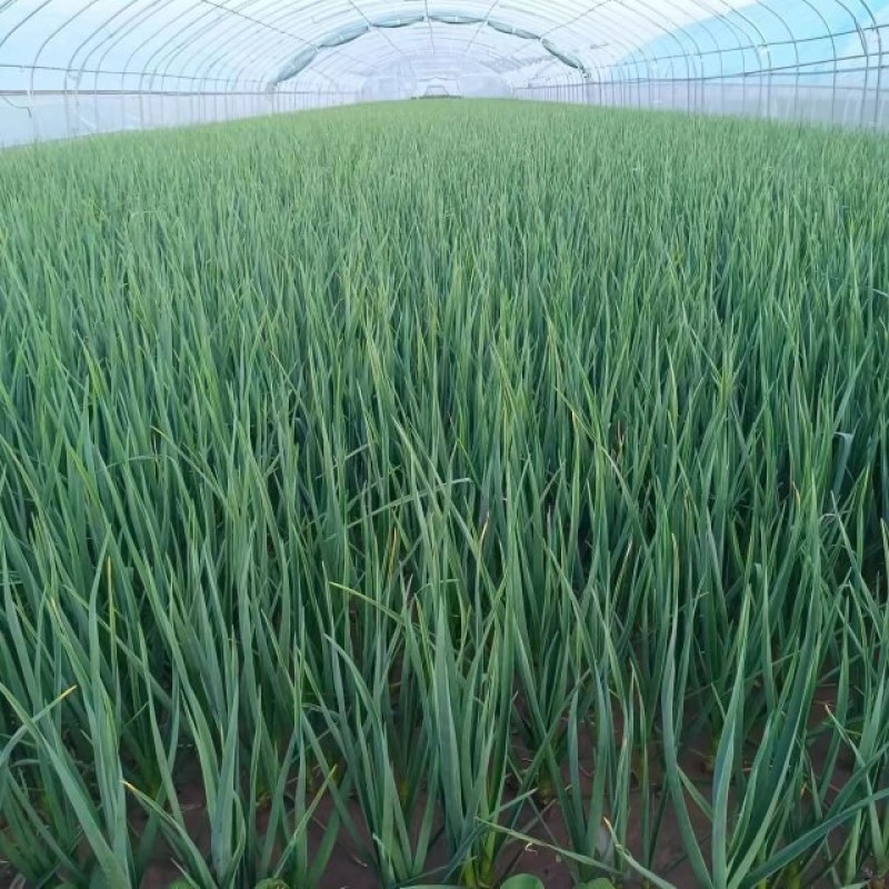 甘肃高原夏菜临洮产区，白根红根蒜苗大量现货