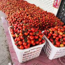 四川西红柿石头番茄大红西红柿大量有货欢迎致电详谈